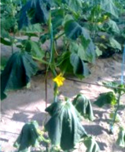 Dehydrated cucumber plants with controlled water intake