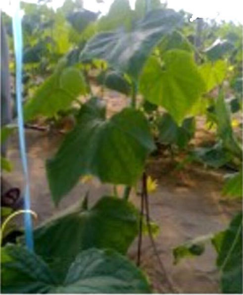 Hydrated cucumber plants using Hexahedron 999 Vortex Structured Water