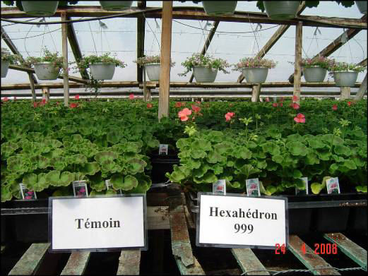 Geranium plant growth using Hexahedron 999 Vortex Structured Water