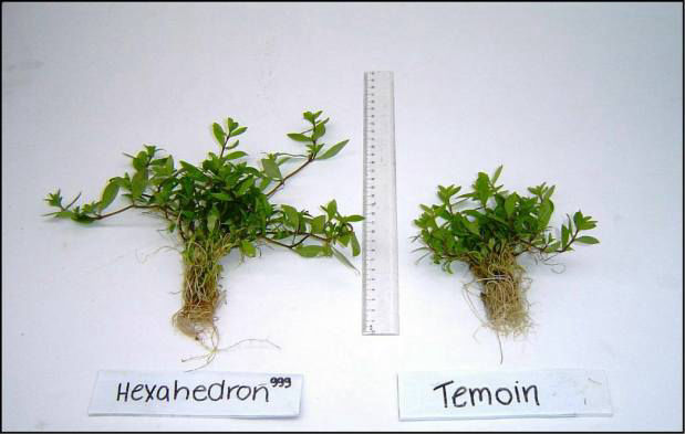 Hygrophila Polysperma plants using Hexahedron 999 Vortex Water Technology