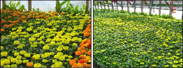 Marigold plants using Hexahedron 999 Biophoton Structured Water