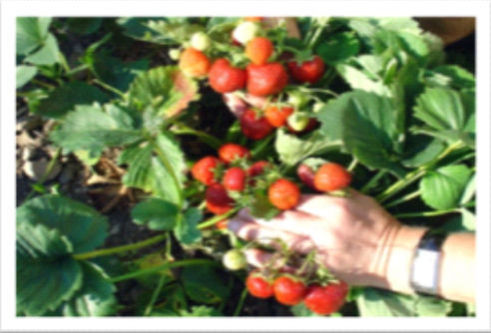 Research on Strawberry plants using Hexahedron 999 Biophoton Structured Water
