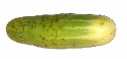 Cucumber three months old using Hexahedron 999 Revitalized Vortex Water