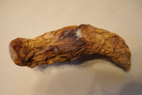 Dried out cucumber using Hexahedron 999 Vortex Biophoton Water