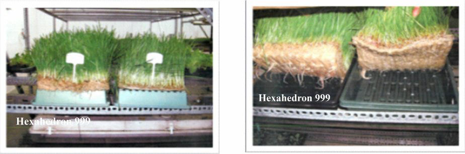 Wheat Grass Roots using Hexahedron 999 Vortex Structured Water