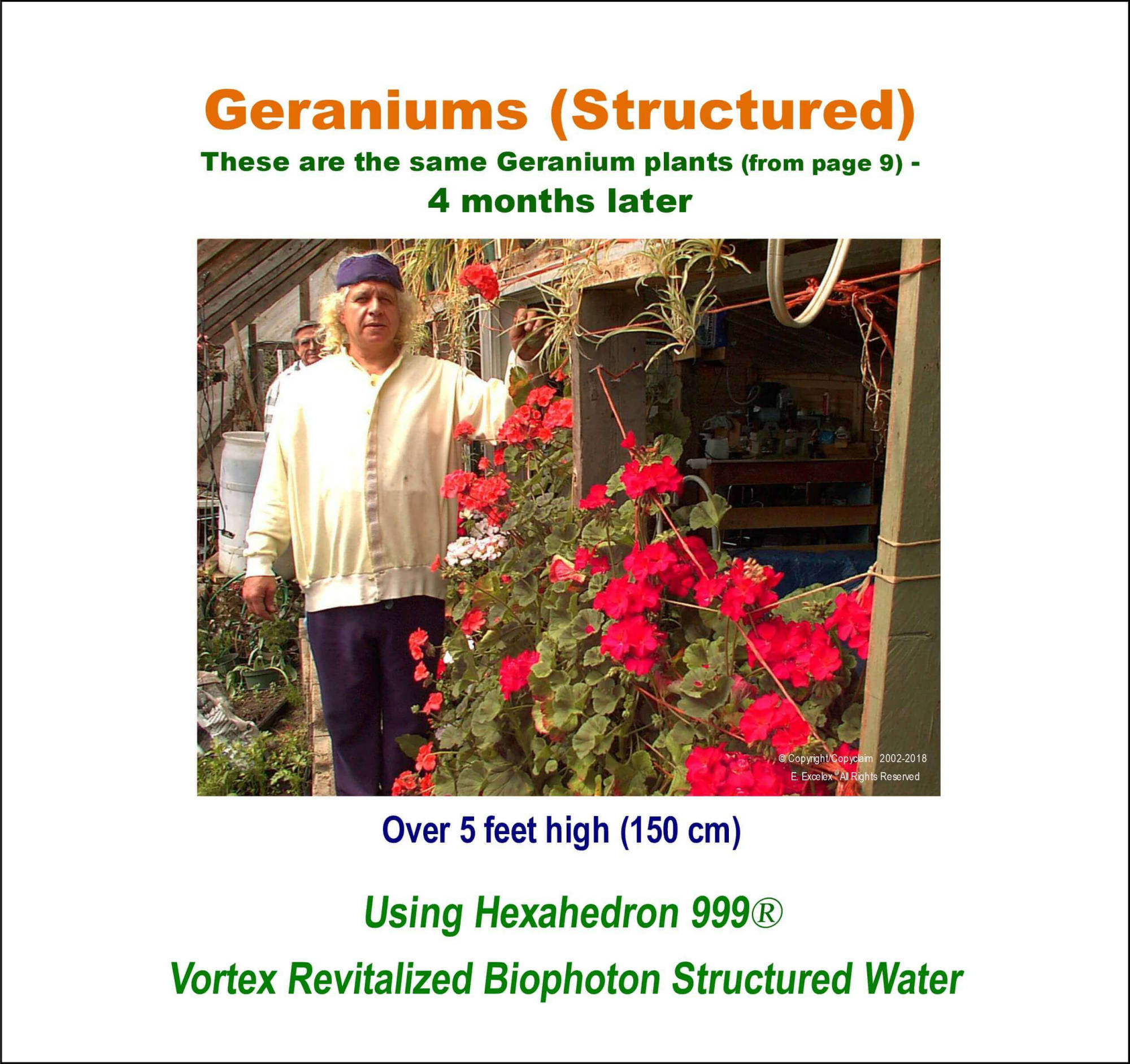 Geraniums using Hexahedron 999 Vortex Revitalized Biophoton Structured Water