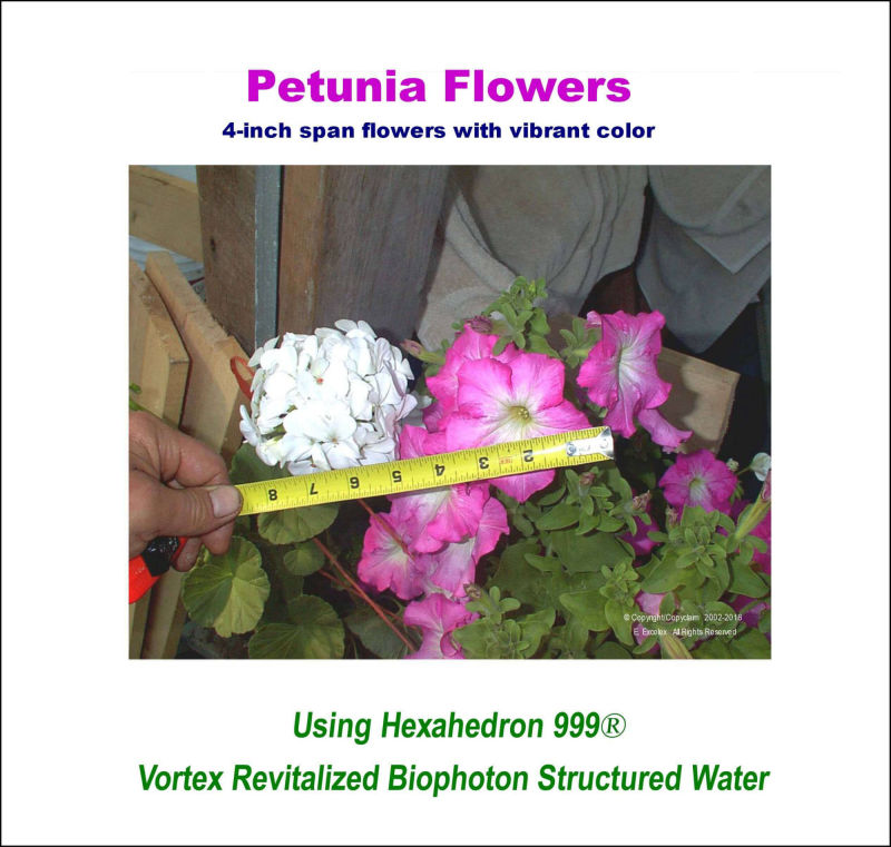 Petunia Flowers using Hexahedron 999 Vortex Revitalized Biophoton Structured Water