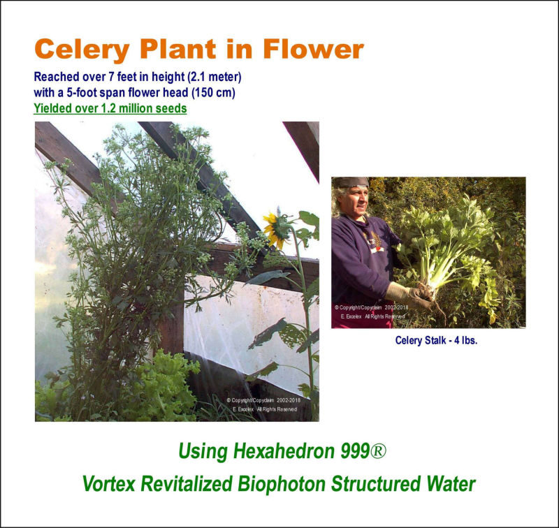 Celery Plant in Flower using Hexahedron 999 Vortex Revitalized Water