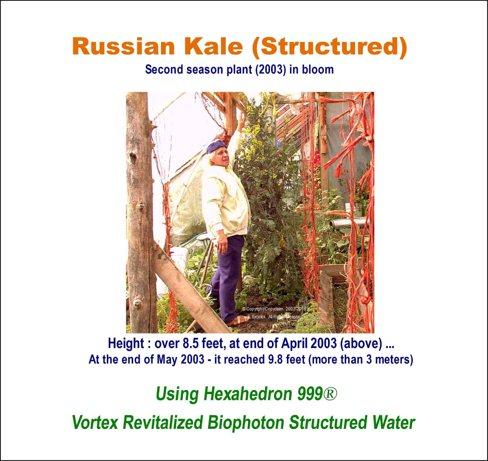 Russian Kale (Structured) using Hexahedron 999 Vortex Revitalized Structured Water