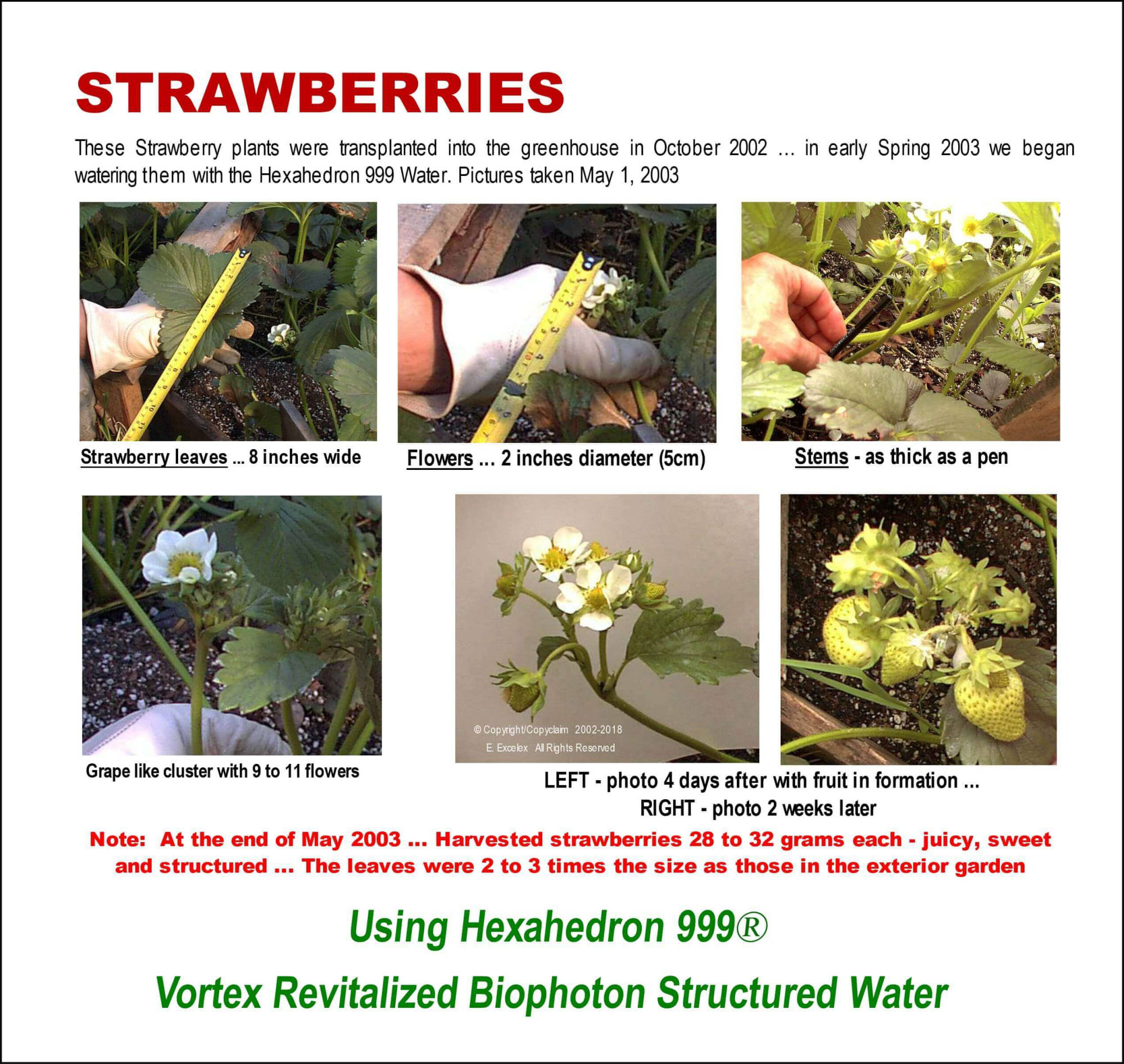 Strawberries using Hexahedron 999 Vortex Revitalized Structured Biophoton Water