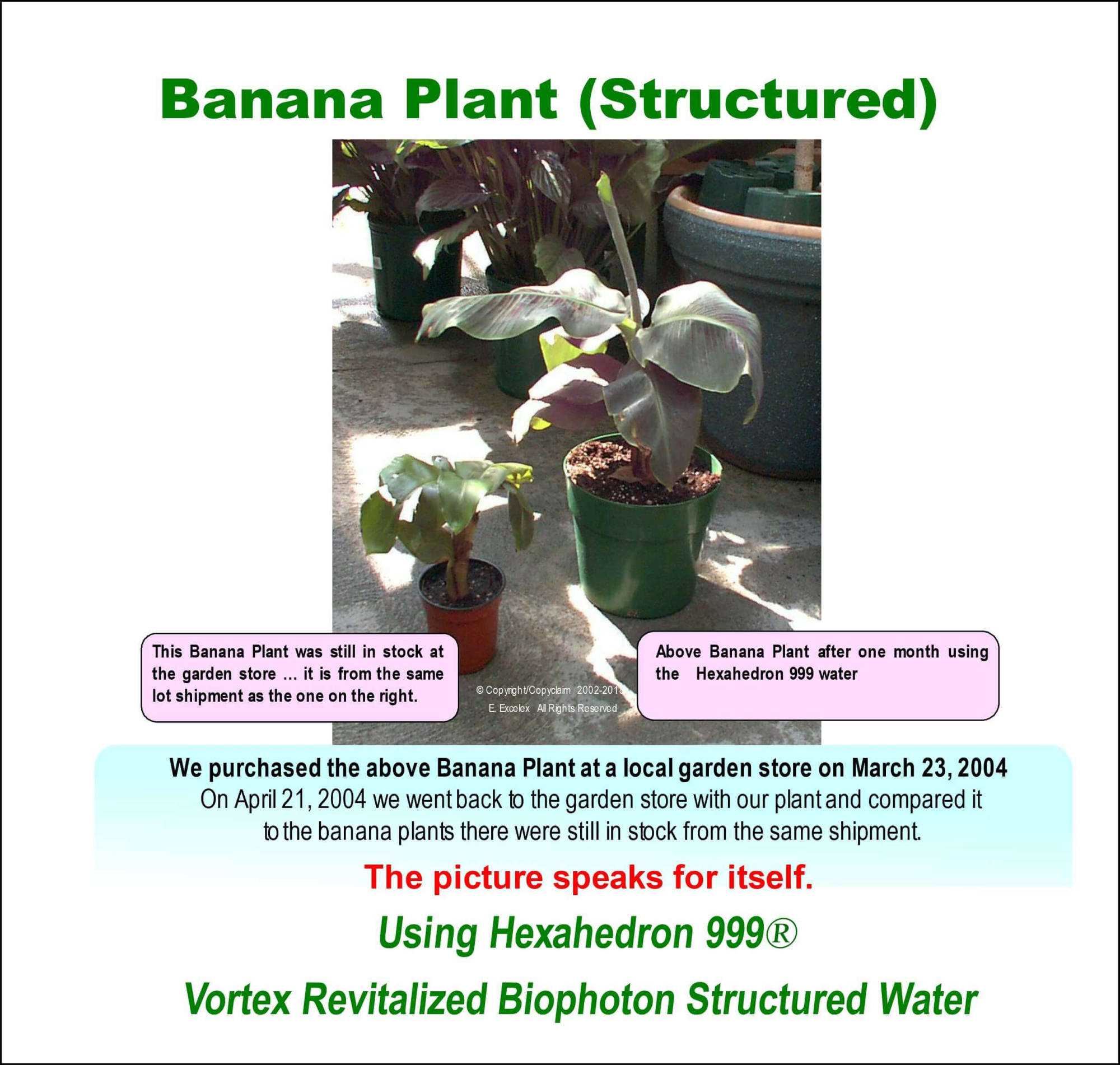 Banana Plant (Structured) using Hexahedron 999 Vortex Revitalized Structured Water