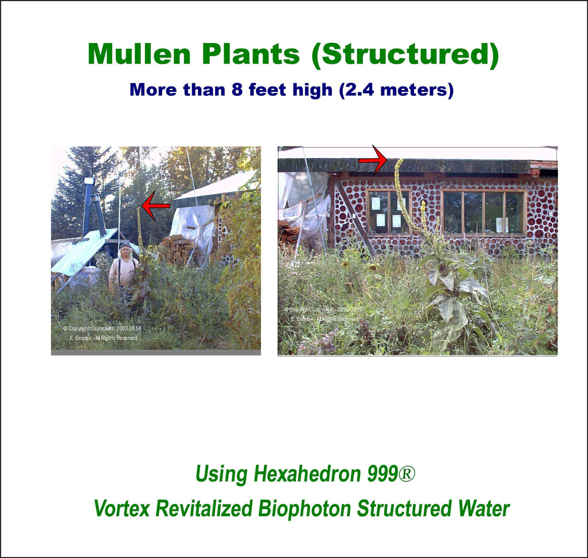 Mullen Plants (Structured) using Hexahedron 999 Vortex Revitalized Structured Water