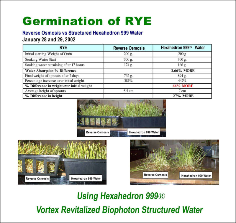 Germination of Rye using Hexahedron 999 Vortex Revitalized Structured Water