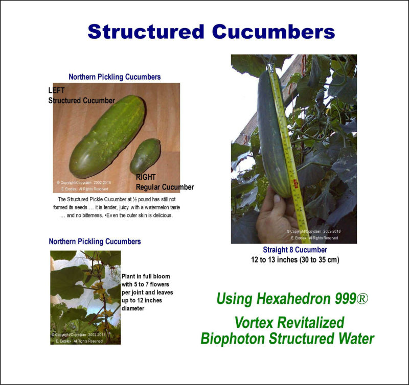 Structured Cucumbers using Hexahedron 999 Vortex Revitalized Biophoton Structured Water