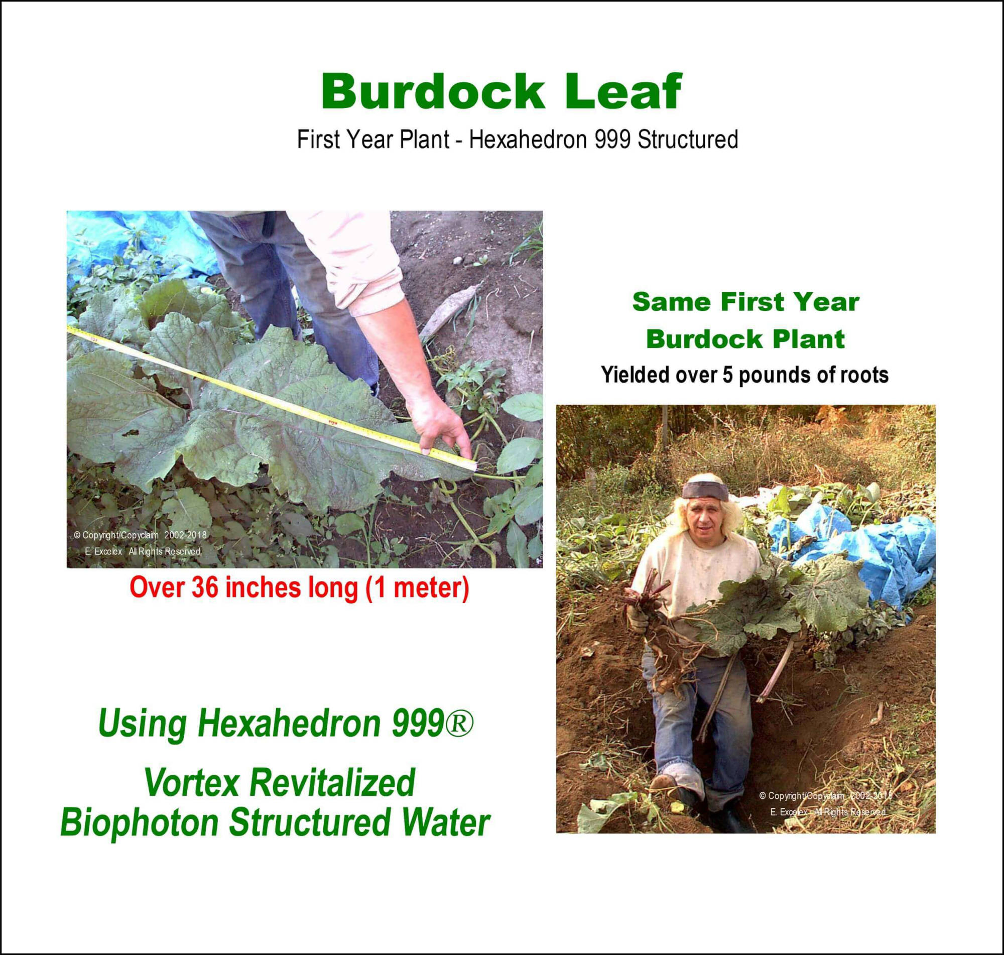 Burdock Leaf using Hexahedron 999 Vortex Revitalized Structured Biophoton Water