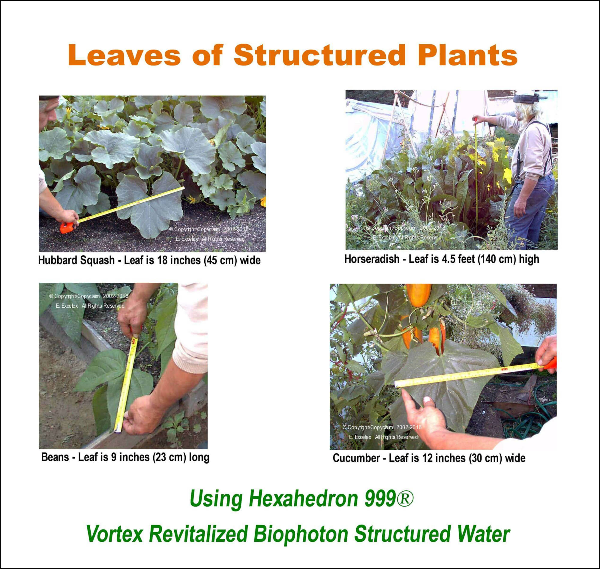 Leaves of Structured Plants using Hexahedron 999 Vortex Revitalized Water