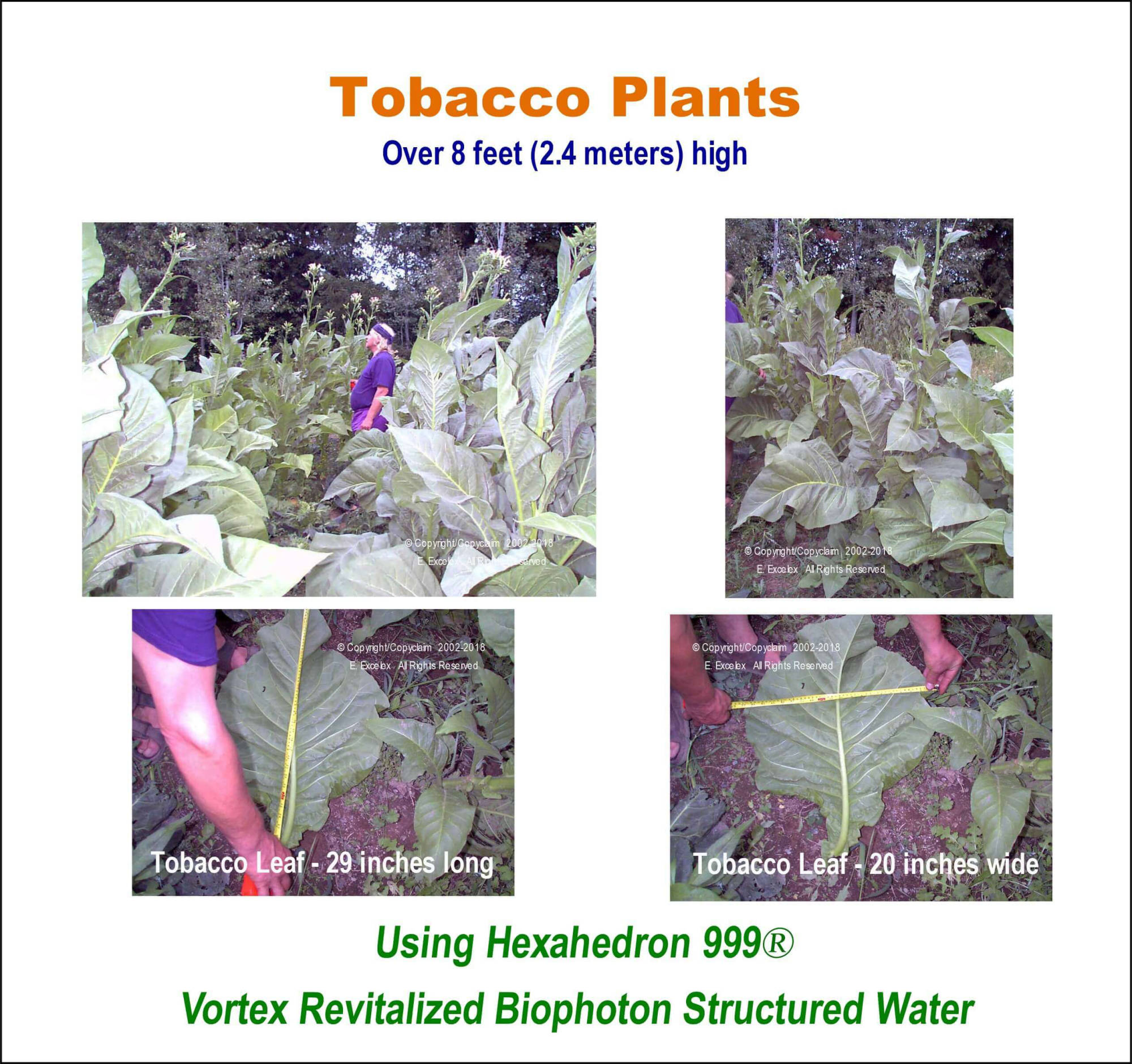 Tobacco Plant using Hexahedron 999 Vortex Revitalized Biophoton Structured Water