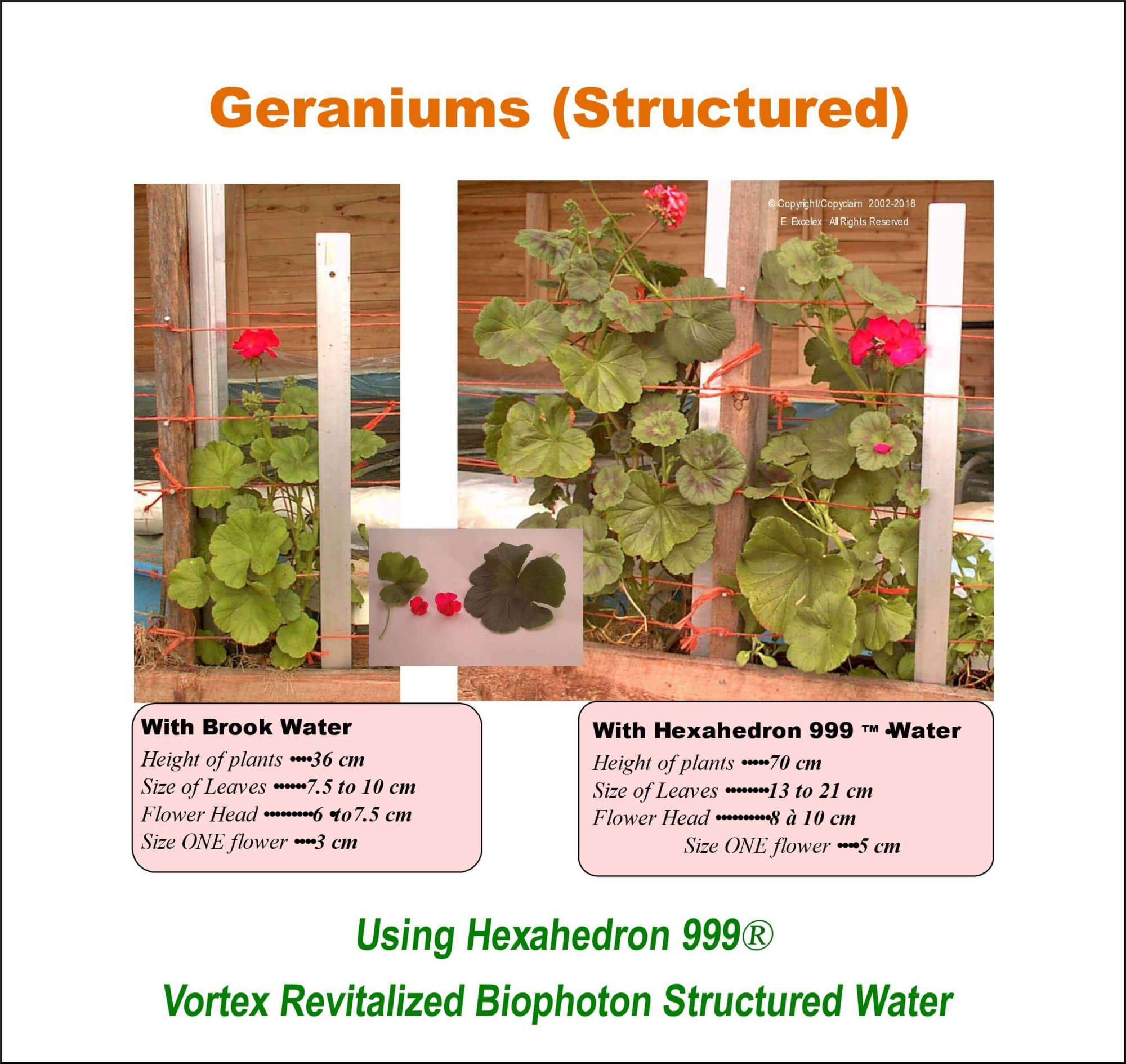 Geraniums using Hexahedron 999 Vortex Revitalized Structured Biophoton Water