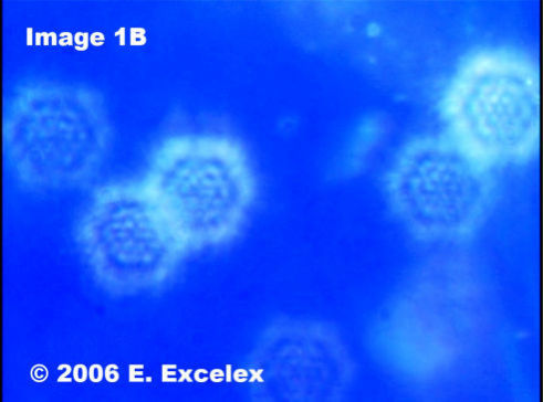 Regeneroactive Biophoton in tomatoes grown with Hexahedron 999 Structured Water