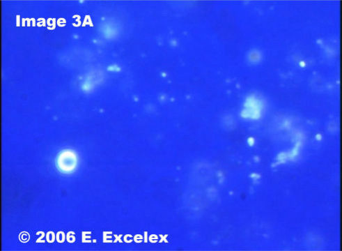 Degeneroactive Biophoton in a commercially grown tomato