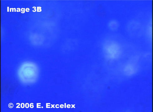 Degeneroactive Biophoton in a commercially grown tomato