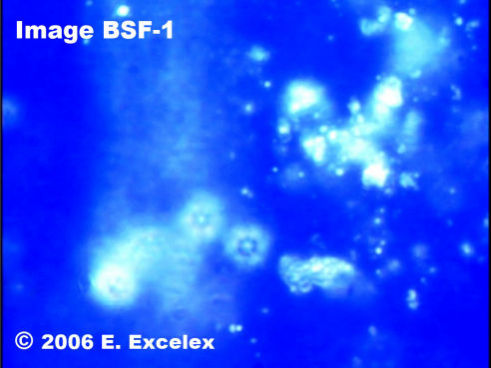 Generoactive Biophotons in a store-bought tomatoe 