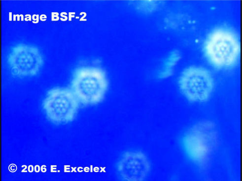 Regeneroactive Biophotons in a Structured Tomato grown with Revitalized Water