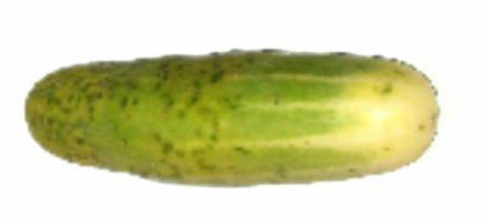 Three Month Old Cucumber grown with Hexahedron 999 Revitalized Water