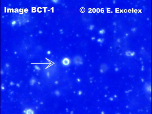 Large Degeneroactive Biophoton in three-month old cucumber