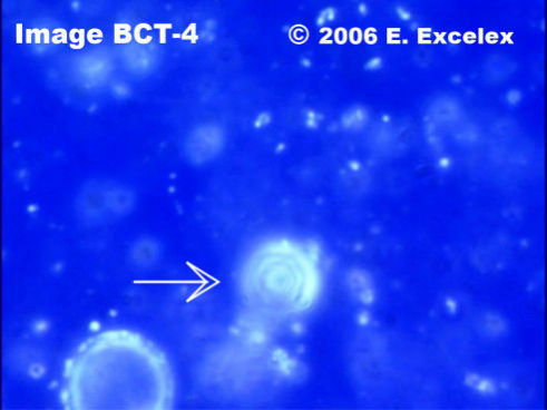Large Degeneroactive Biophoton in three-month old cucumber open 