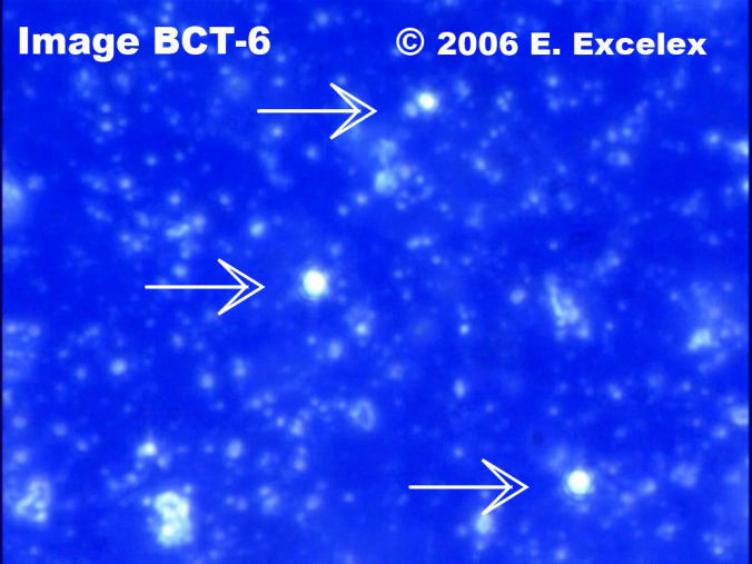 Three Large Regeneroactive Biophotons in three-month old cucumber