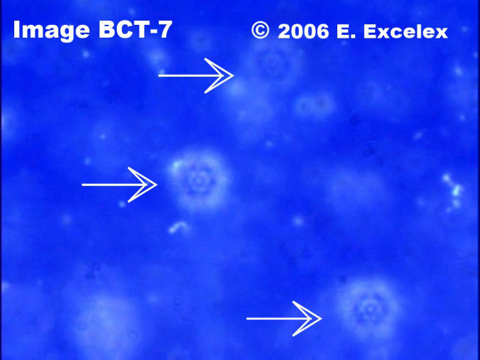 Three Large open Regeneroactive Biophotons in three-month old cucumber
