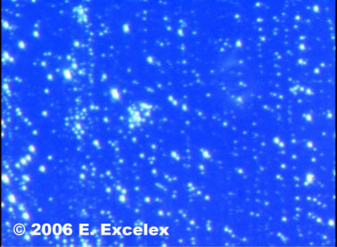 Somatoscope image distilled water with biophotons after adding Aquakaline 777